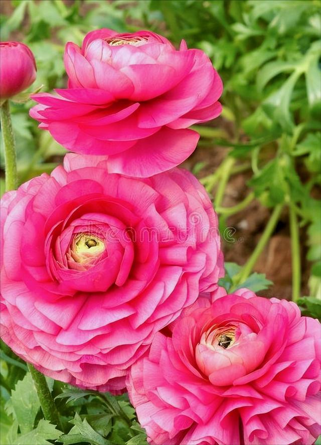 一花一草一世界，一花一草一世界 唯美句子（一花一草一世界）