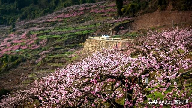 第36届桃花节开幕啦，又是一年三月三桃花节