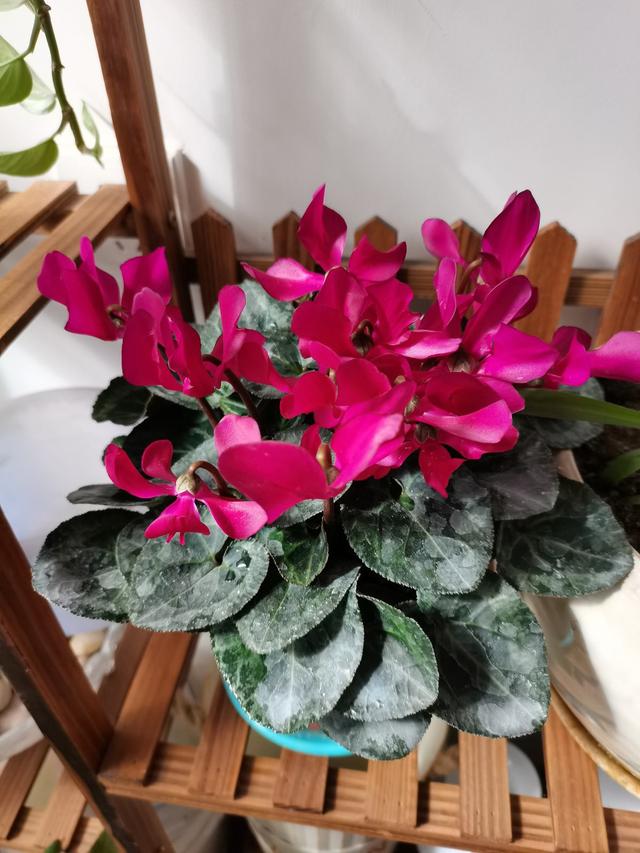 一年开花八个月能修剪什么花，一年花开8个月