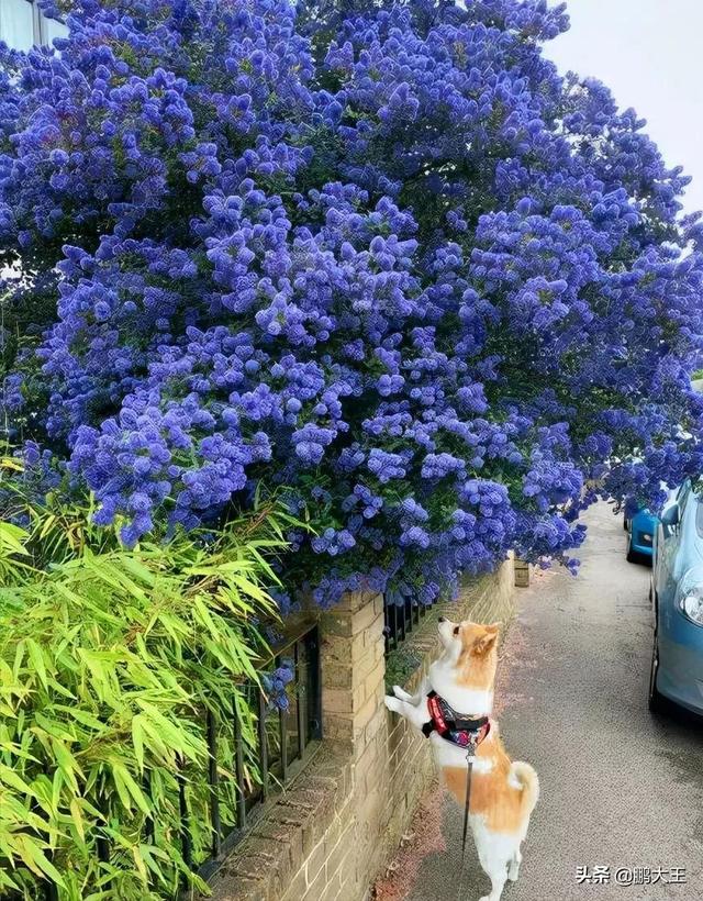 世界排名前十的最贵花，8种贵族花