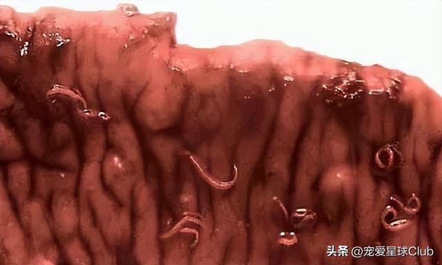 驱虫的正确方法和时间，养猪经：这样驱虫才能事半功倍