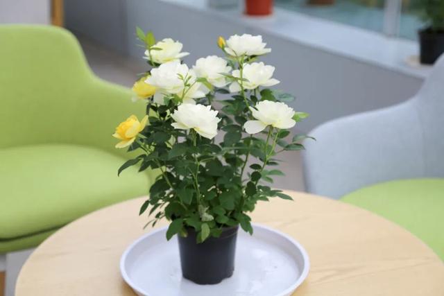 七夕33朵玫瑰花语，<浪漫的数字背后隐藏的秘密>