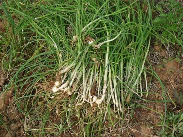 野韭菜和野蒜，这类野菜叫“野韭菜”还是大脑瓜