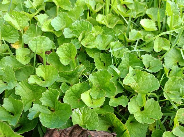 广东有一种植物长得很像蒲公英，广东人最爱的植物