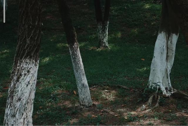 海珠湖大夫山旅游攻略，今天攻略给大家推荐一些广州登山好去处