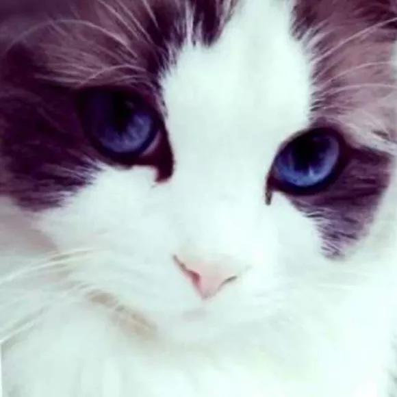 传说中九大灵猫，九尾猫得道成仙启迪