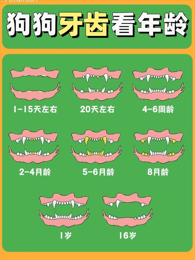 怎么看狗狗的牙齿年龄，教你根据狗狗的牙齿