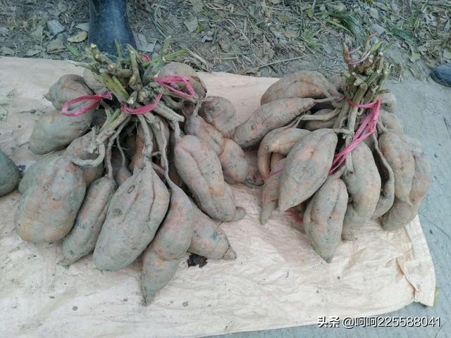 葛薯跟红薯的区别，农村一种野菜