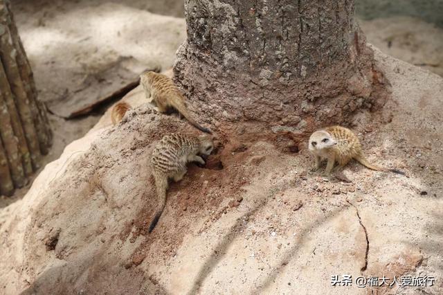 普洱到西双版纳，西双版纳普洱旅游攻略