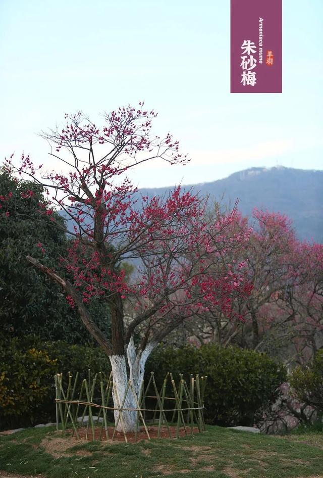 什么梅花品种好，梅花哪个品种比较好看