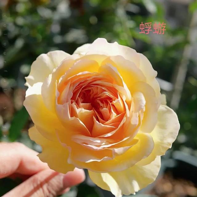 切花月季哪几个品种比较好，常见切花月季一览