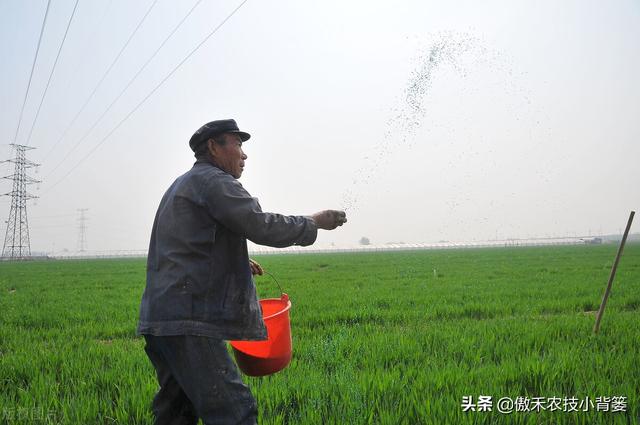 小麦苗弱发黄怎么处理，小麦黄苗问题年年发生