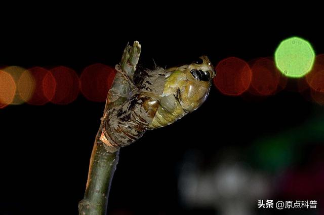 盘点童年玩过的十种昆虫，童年玩过的10种昆虫