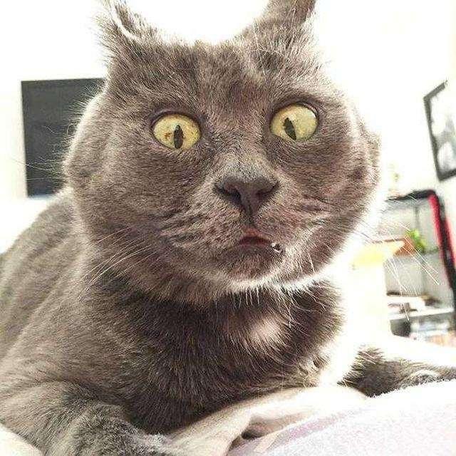 如何看英短猫好不好养，英短猫被“养得好”