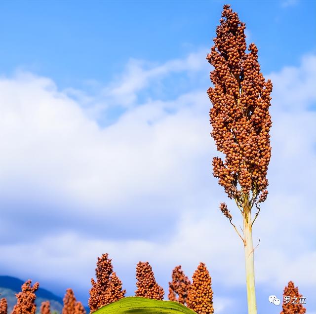 茅台1935多少钱一瓶，茅台1935红色圣地官方零售价（购买茅台1935）