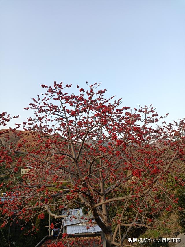 攀枝花是什么花，攀枝花树开的花是什么样子（木棉，极美丽的树种）