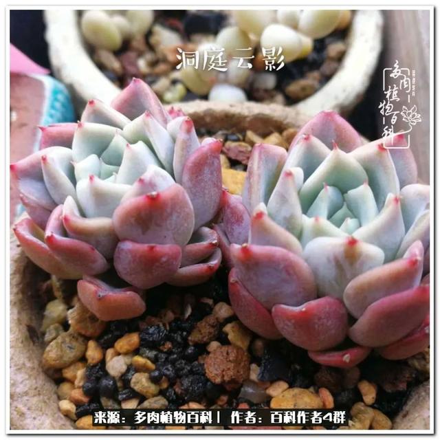 好养的容易上色的景天科多肉，景天科常见多肉图鉴不完全版D系列