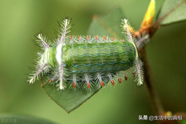 家里常见的虫子，家庭生活中常见的虫子（还有这10种家里的虫子……）