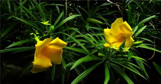 花卉图片及名称大全，常见绿植花卉及名称大全（100种常见花图鉴）