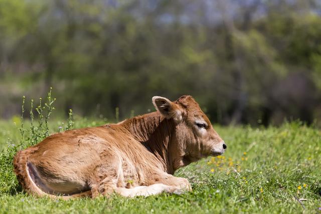 二月初一是什么日子，二月初一更讲究（人农历二月二龙抬头有何说法）