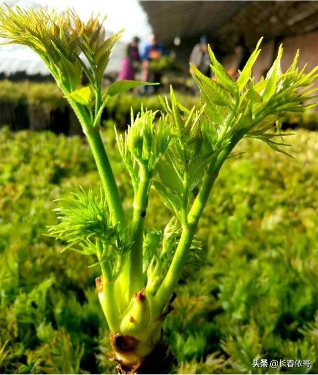 苦老芽的功效和作用，东北山野菜苦老芽