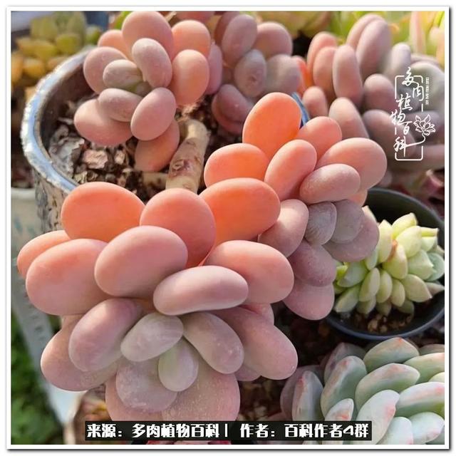 好养的容易上色的景天科多肉，景天科常见多肉图鉴不完全版D系列