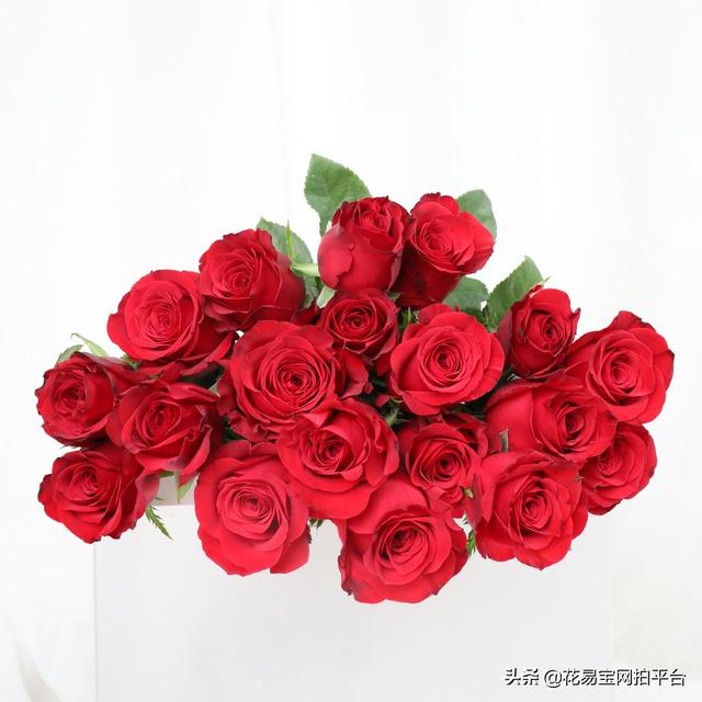 花店常有的几种玫瑰，15种花店常备红玫瑰优缺点对比