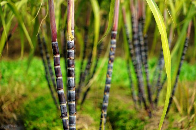 甘蔗介绍及种植方法，甘蔗介绍及种植