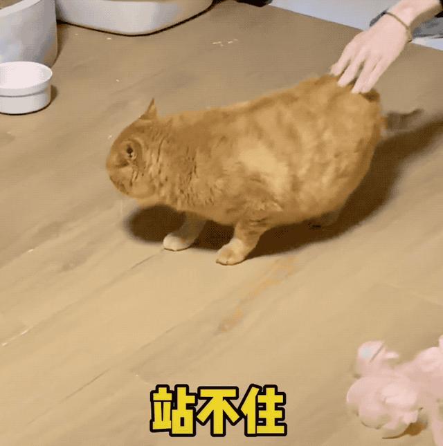 情侣猫肥胖(宠物猫肥胖)