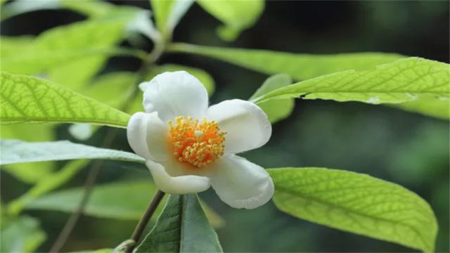 唯一灭绝的植物，10种历史悠久的植物及其灭绝的原因