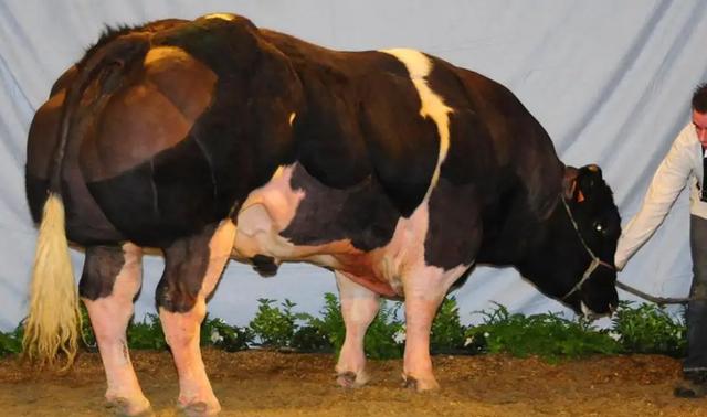 比利时蓝牛长什么样，人类干预自然繁育过程