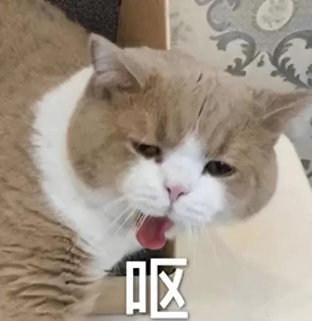 猫糖尿病可以吃鱼油吗(猫糖尿病吃什么药)