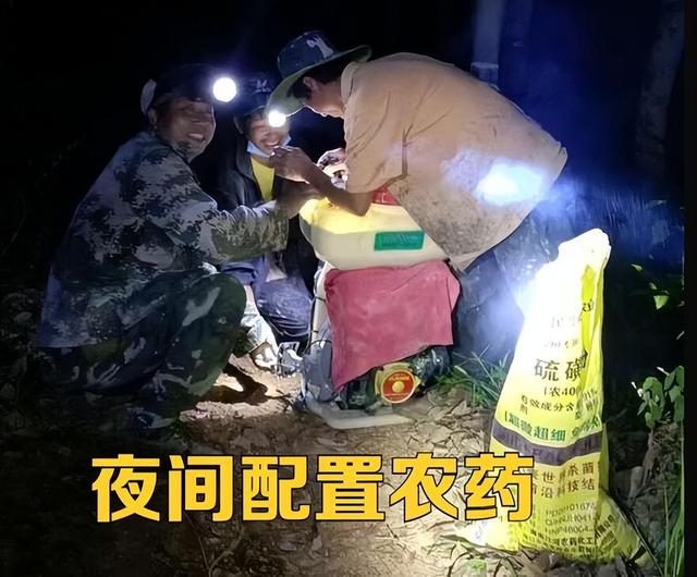 虫害防治新窍门，叶子油绿没有黑点了