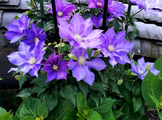 铁线莲的养殖方法和注意事项，铁线莲养殖方法与注意事项（铁线莲的养殖方法和注意事项）