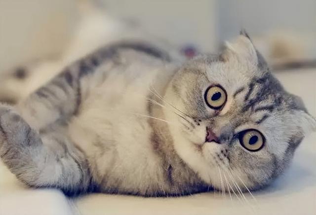 怎么判断猫咪是不是折尾猫，为什么一窝猫咪中有折耳有立耳