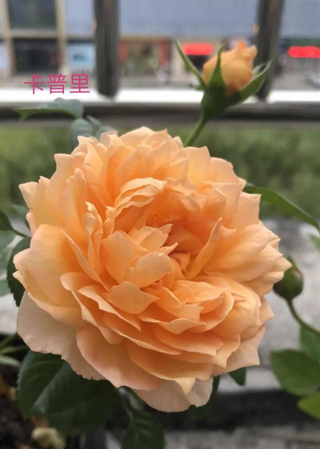 切花月季哪几个品种比较好，常见切花月季一览