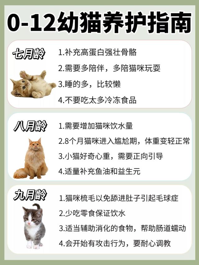 幼猫各阶段喂养，0~12月龄猫咪“喂养指南”