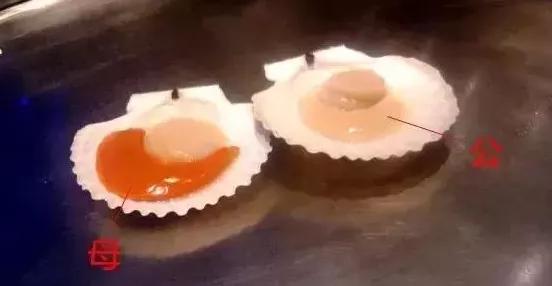 秦皇岛海鲜最肥美的季节，2022秦皇岛最强海鲜日历来了