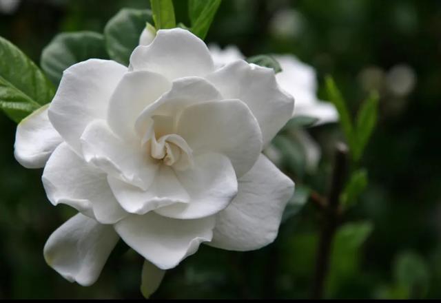 养栀子花的寓意是什么，栀子花的寓意和象征风水