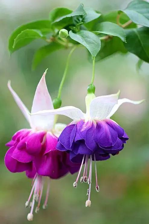 各种最好看的鲜花，分享40多种美丽的鲜花