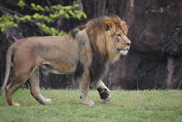 鬼獒对战藏獒，鬣狗与藏獒打一架