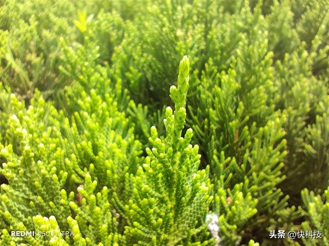 游戏拍照全能旗舰，redmik50至尊版拍照评测