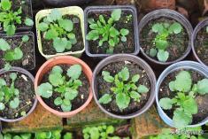 角堇从种子到开花，小花园年年增加的植物--角堇