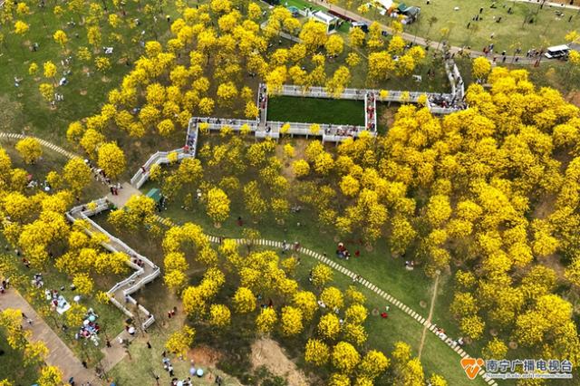 黄花风铃花开正盛，美丽温江——风铃艳诱人
