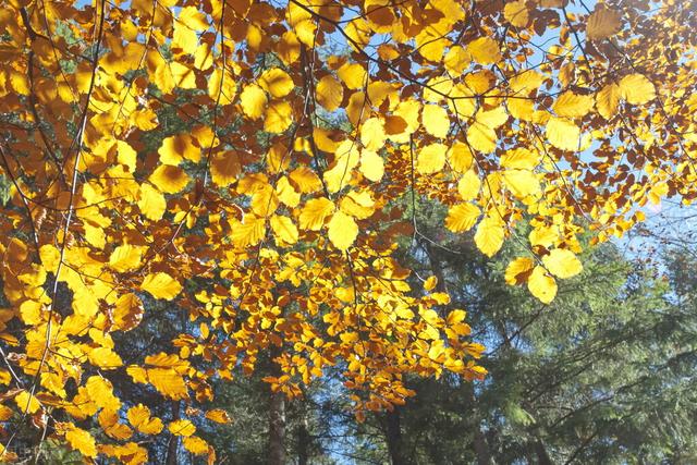 门前栽什么树最好，门前种什么树最旺宅（门前种上“5棵树”）