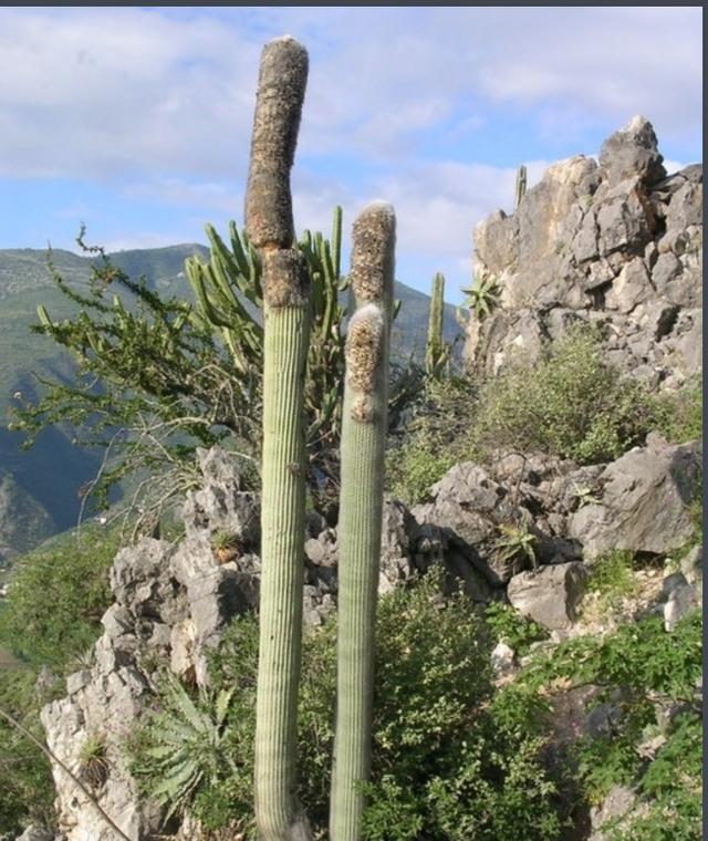 仙人掌的生长过程，仙人掌植物的生长过程