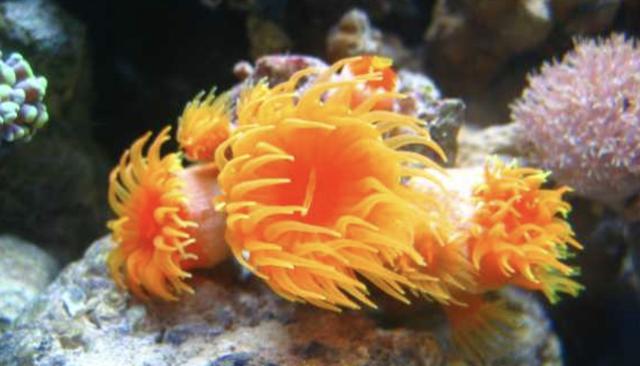 海缸新手教程，海缸入门介绍