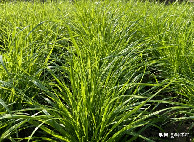 牧草种植品种的选择，干货分享：牧草品种怎么选择