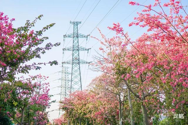 附近看花的地方，深圳最适合去赏花的地方（2023西安及周边赏樱花的地点大全）