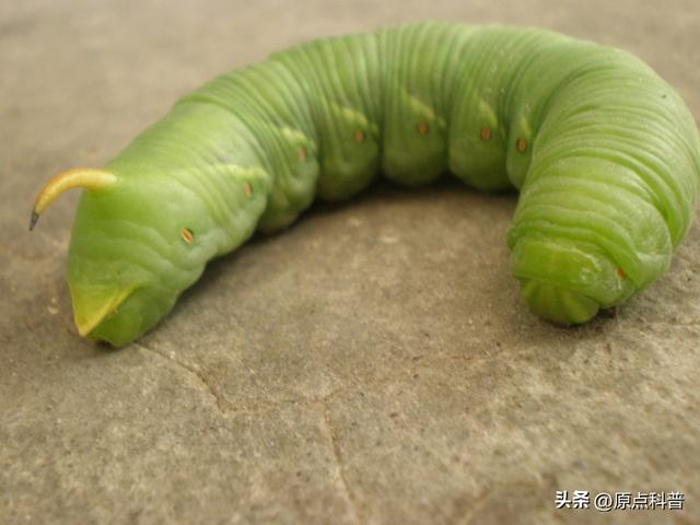 盘点童年玩过的十种昆虫，童年玩过的10种昆虫